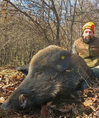 A Drive Hunt for Bulgarian Boars
