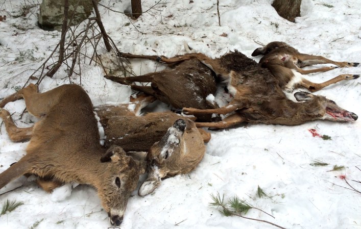 Whitetail Deer: Winter Feeding Kills 12 Deer in New Hampshire