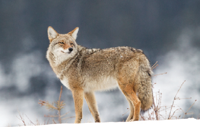 Coyote Hunting: Scale Your Way To Success