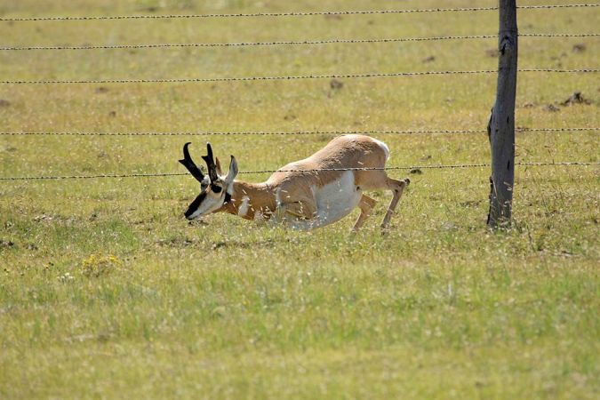 Hunt the Edges of Private Land to Shoot Public-Land Pronghorns