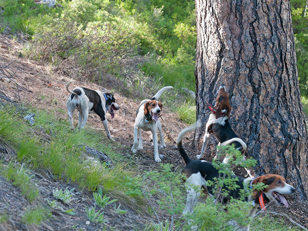 hunting dogs around tree bear hunt