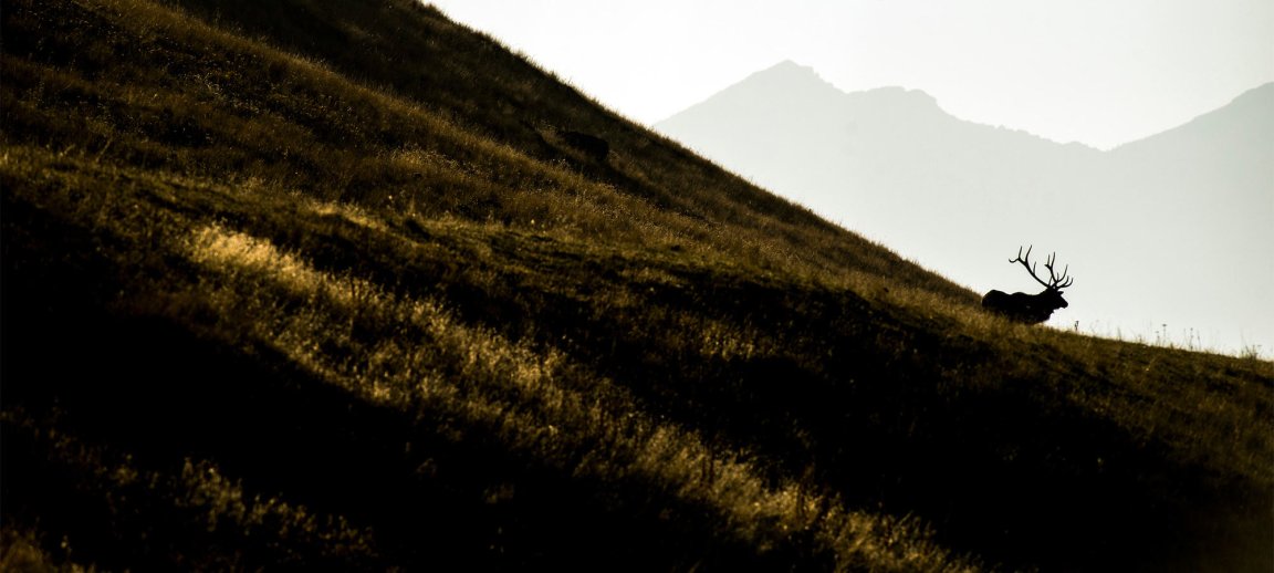 hillside with a giant elk on it