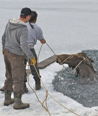 Photos: Fishermen Lasso and Rescue Moose that Fell Through Ice
