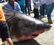 Commercial Fishermen Accidentally Net 2,000-Pound Great White Shark