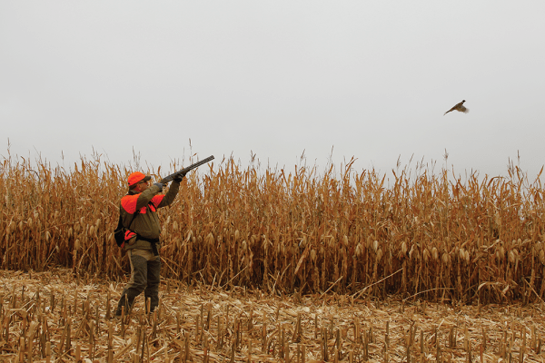 How to Bag a Limit of Pheasants All on Your Own, Even Without a Dog