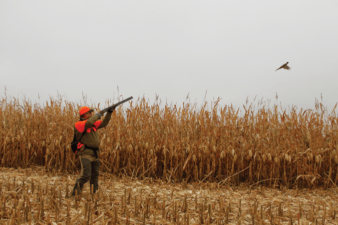How to Bag a Limit of Pheasants All on Your Own, Even Without a Dog