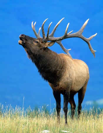 Elk Hunting: Target October’s  Bugling Bulls