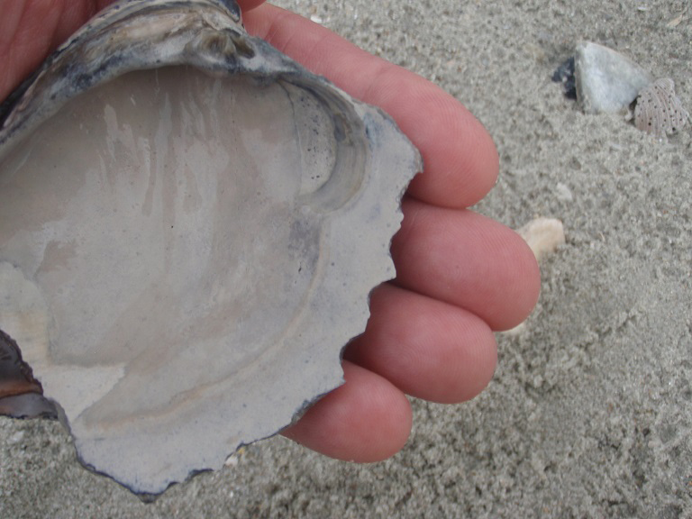 seashell, seashell survival uses, coastline survival skills