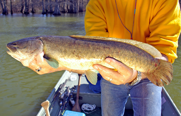 httpswww.outdoorlife.comsitesoutdoorlife.comfilesimport2014importImage2009photo7Bowfin.JPG