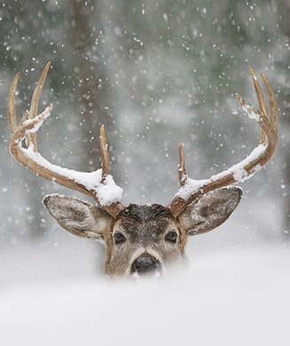 Deer Hunting Tips: Strategies for Big, Late-Season Bucks