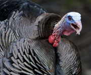 Turkey Hunting Tips: Outsmart a Tom by Reading His Body Language