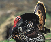 What's the Best Range For Shooting Turkeys With a Shotgun?