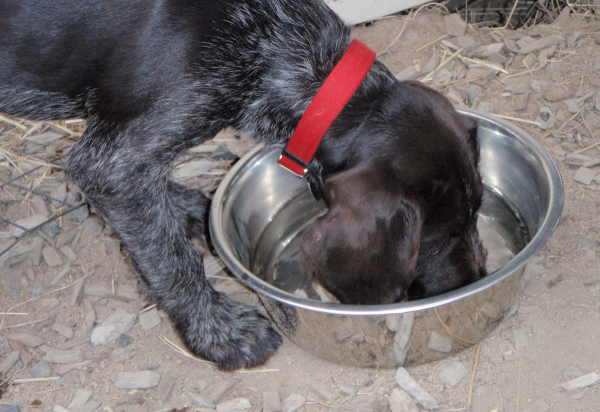 How to Put Weight On an Active Hunting Dog