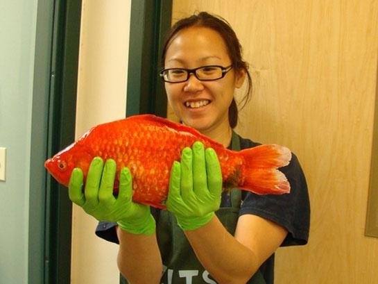 Biologists: Giant Goldfish May Take Over Lake Tahoe