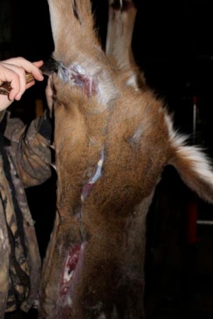 Gutless Deer Butchering