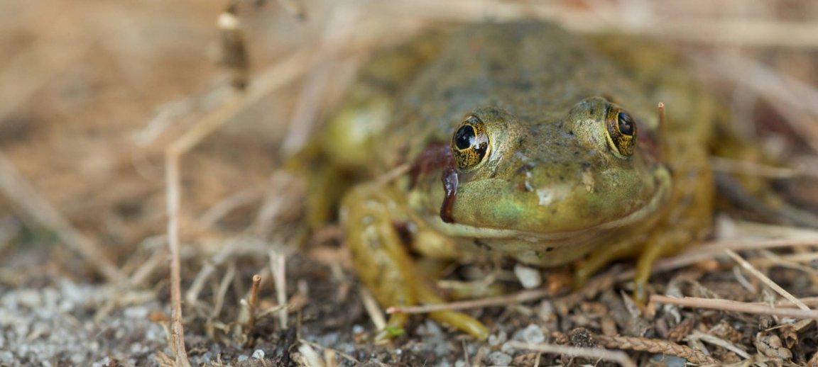 american bullfrog