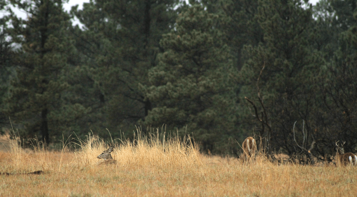 deer-national-forest