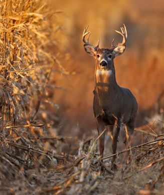 National Whitetail Deer Hunting and Management Survey Results