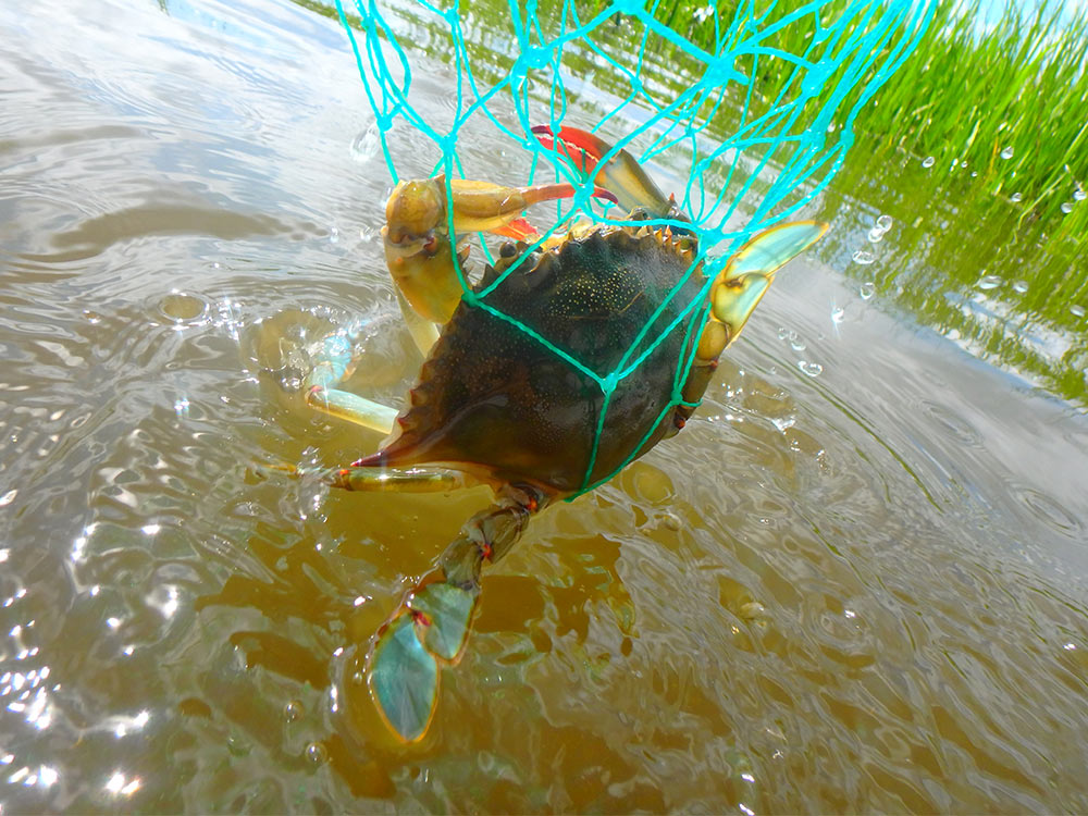saltwater fishing, crabbing, crab fishing, outdoors, crab net, scoop net