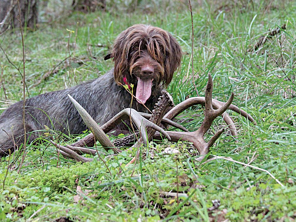 pudelpointer dog shed antlers