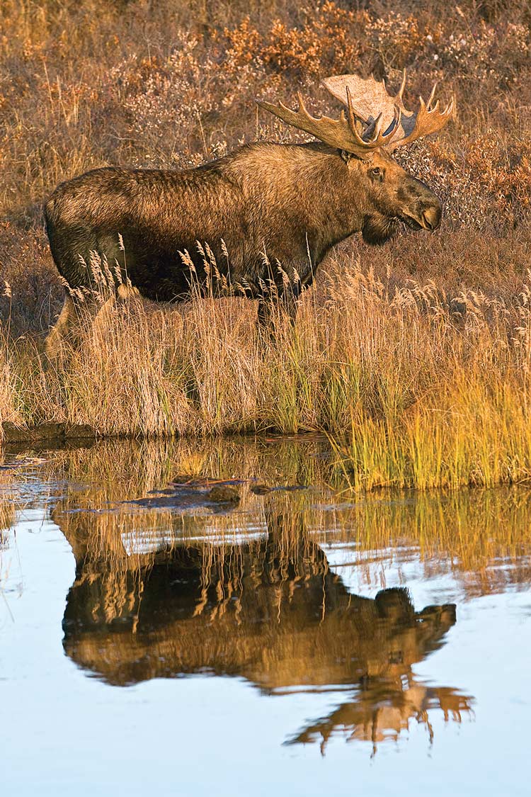 Huge moose in the Last Frontier