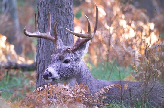 Study: One Sit in the Deer Woods Equals Three Days of Pressure for Mature Bucks
