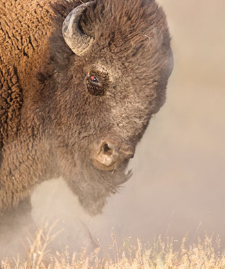 New Bison War: Should Buffalo Be Reintroduced to the West?