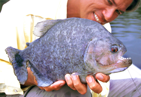 httpswww.outdoorlife.comsitesoutdoorlife.comfilesimport2014importImage2009photo7Black_piranha_0.JPG