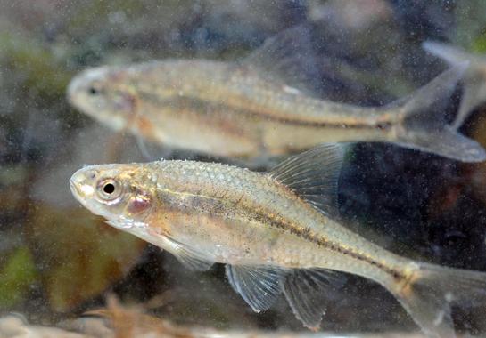 Oregon Chub: First Fish to Escape Endangered Species List Without Going Extinct