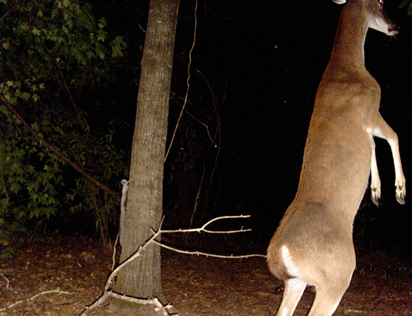 A doe showing her dominance.