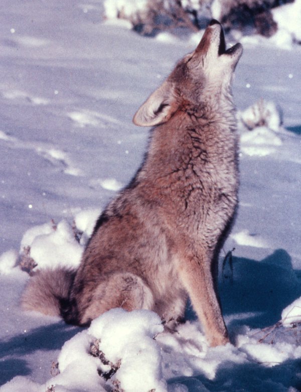 Late-Season Coyote Hunting: Understanding the Challenge Howl