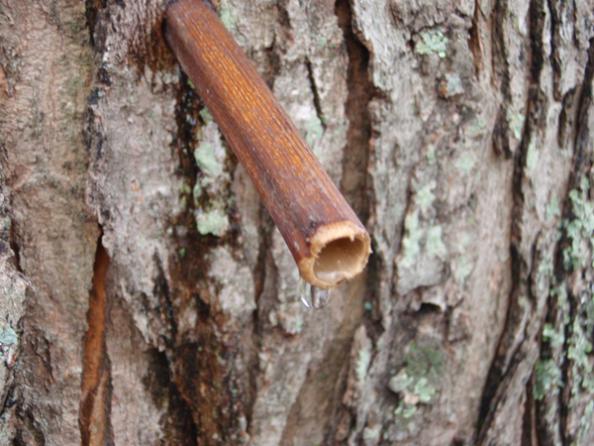 Survival Skills: How To Get Water And Syrup From Trees