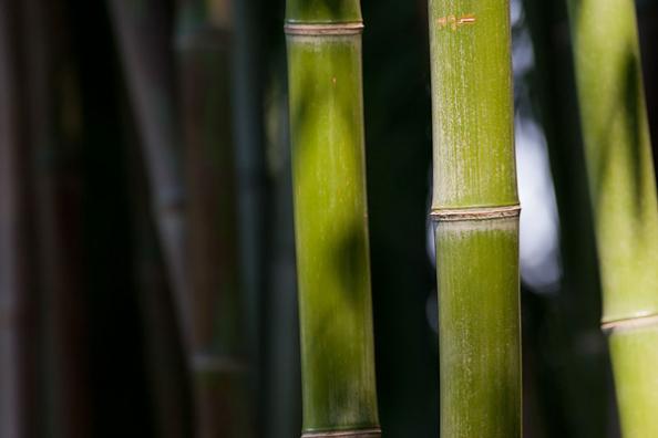Survival Skills: 10 Ways to Use Bamboo