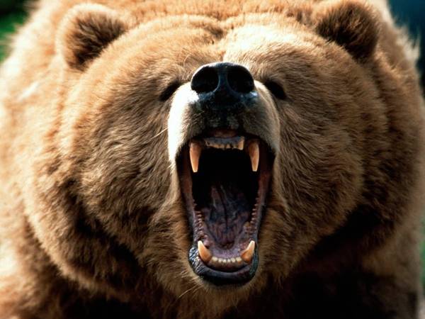 A grizzly doesn’t particularly care to eat you, but it will hurt or kill you if you surprise it.