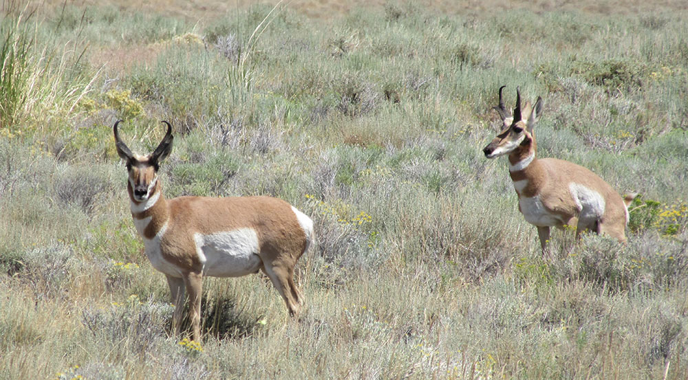 Pronghorn Hunting Hart Mountain National Antelope Refuge
