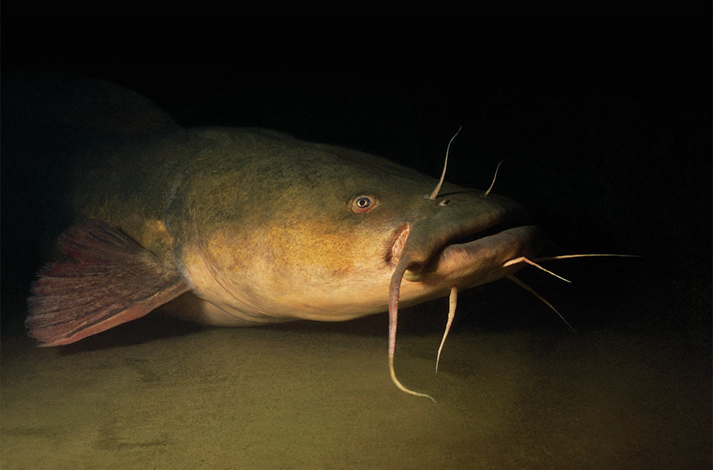Kansas River flathead catfish