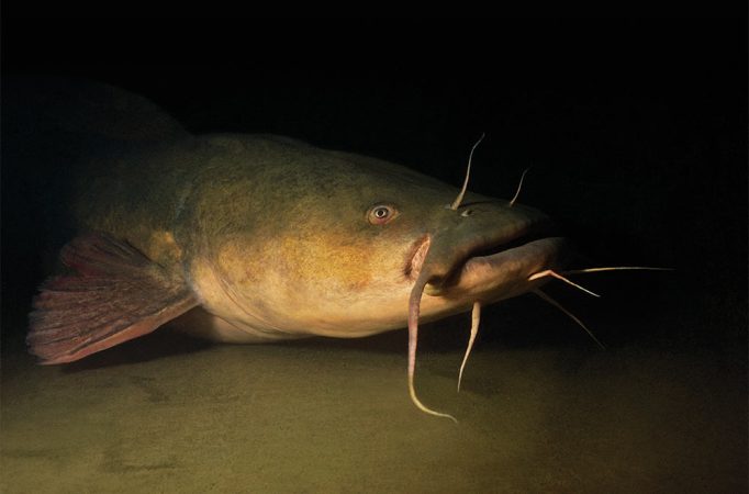 Tips for Catching Trophy Flathead Catfish