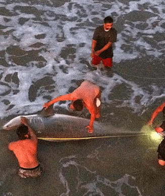 Record 12.5 Foot Tiger Shark Caught Off a Pier in Texas