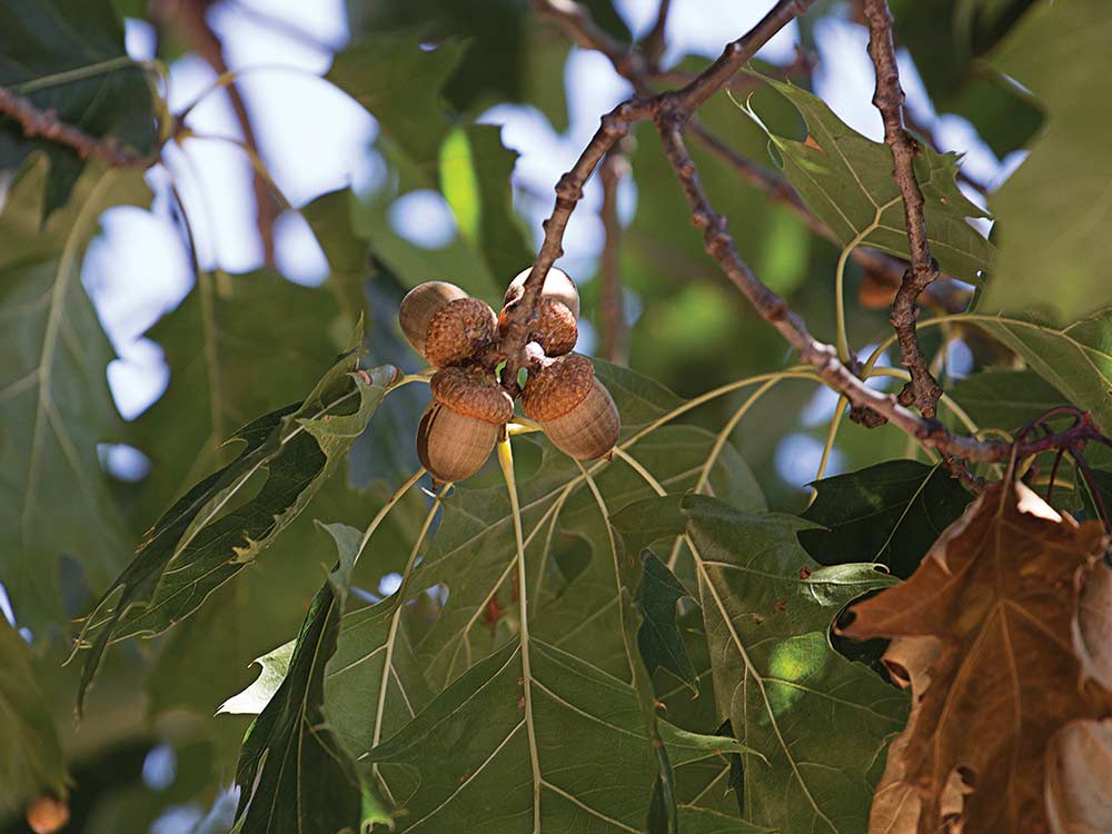 Red oak laden with acorns.