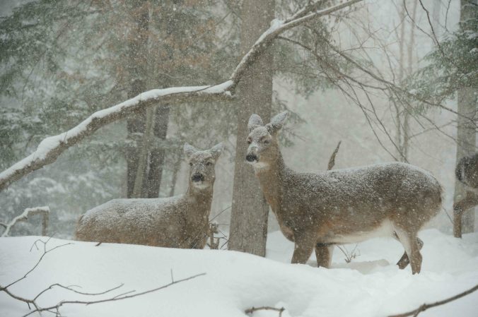 Will Winter Wipe Out Your Deer Herd?