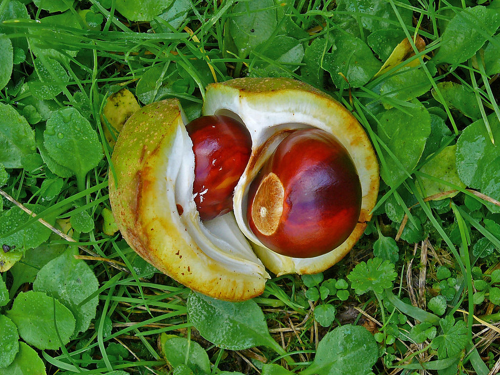 buckeye nut