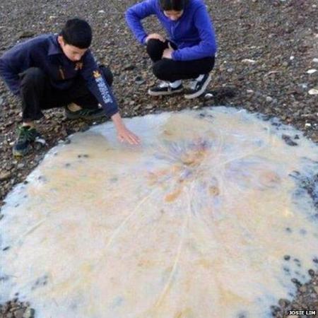 Giant, Mysterious Jellyfish Found on Tasmanian Beach