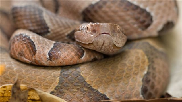 httpswww.outdoorlife.comsitesoutdoorlife.comfilesimport2014importImage2010photo3001016.Ozark_Copperhead_Snake.jpg