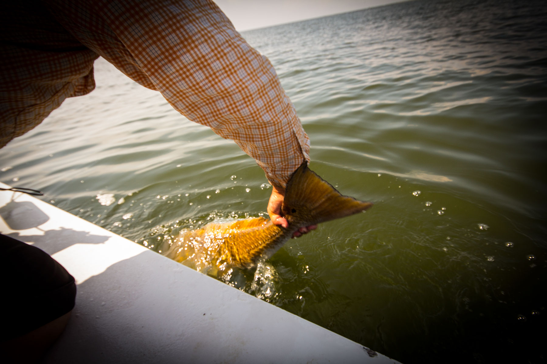 releasing a redfish