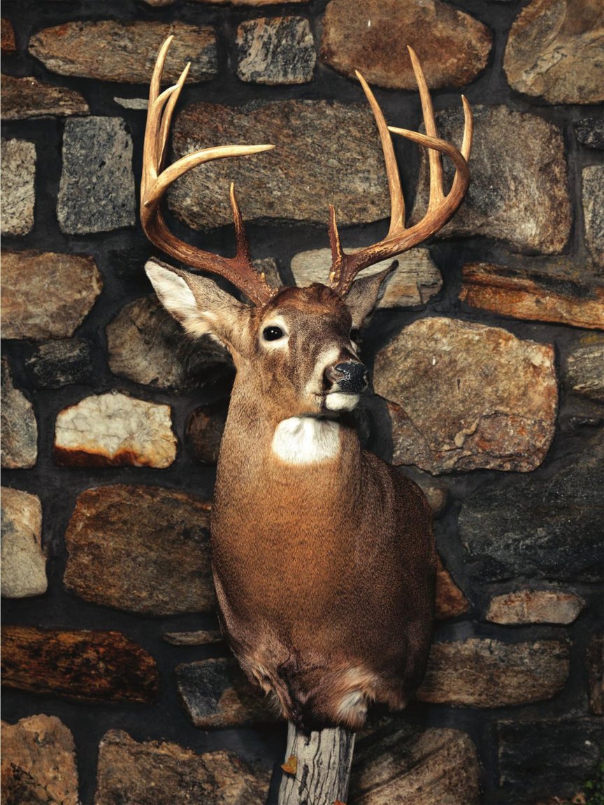 massachusetts-buck