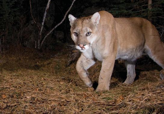 More Mountain Lion Hunters Than Deer Hunters in the Black Hills