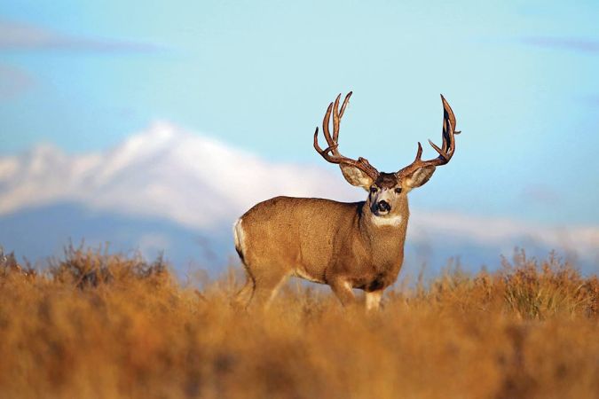 How to Bivy Hunt for Giant Public-Land Mule Deer