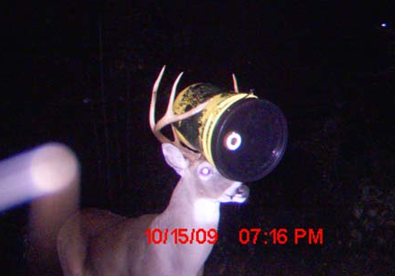 Yes, that's a bucket stuck on that deer's head.