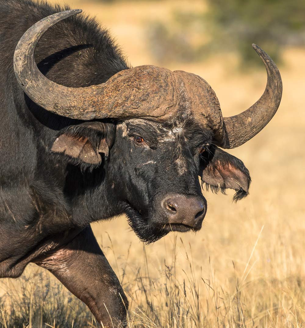 Cape buffalo in South Africa