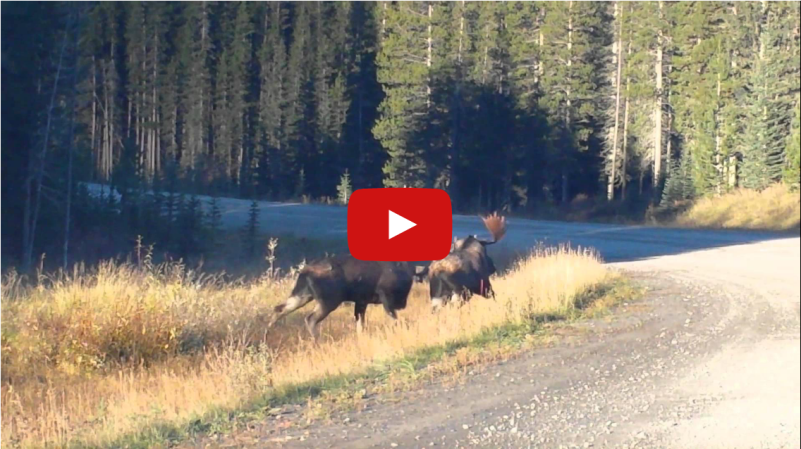 Video: Rutting Bull Moose Fight in Alberta